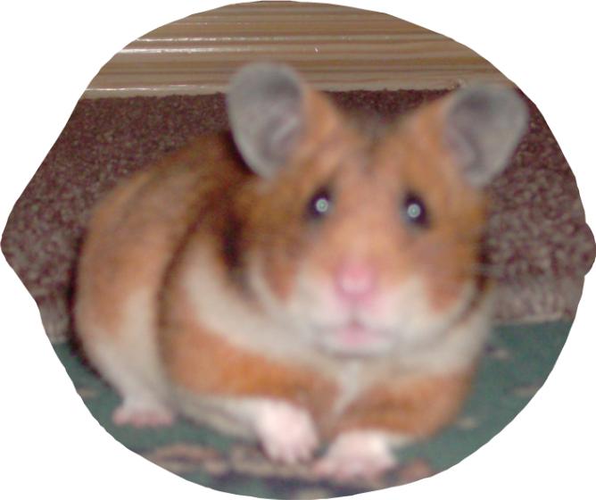 Reasons for keeping showing and breeding Hamsters
